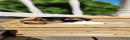Chihuahua dogs for sale: Kipton - Ad 8