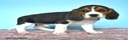 Beagle dogs for sale: Wilber - Ad 3