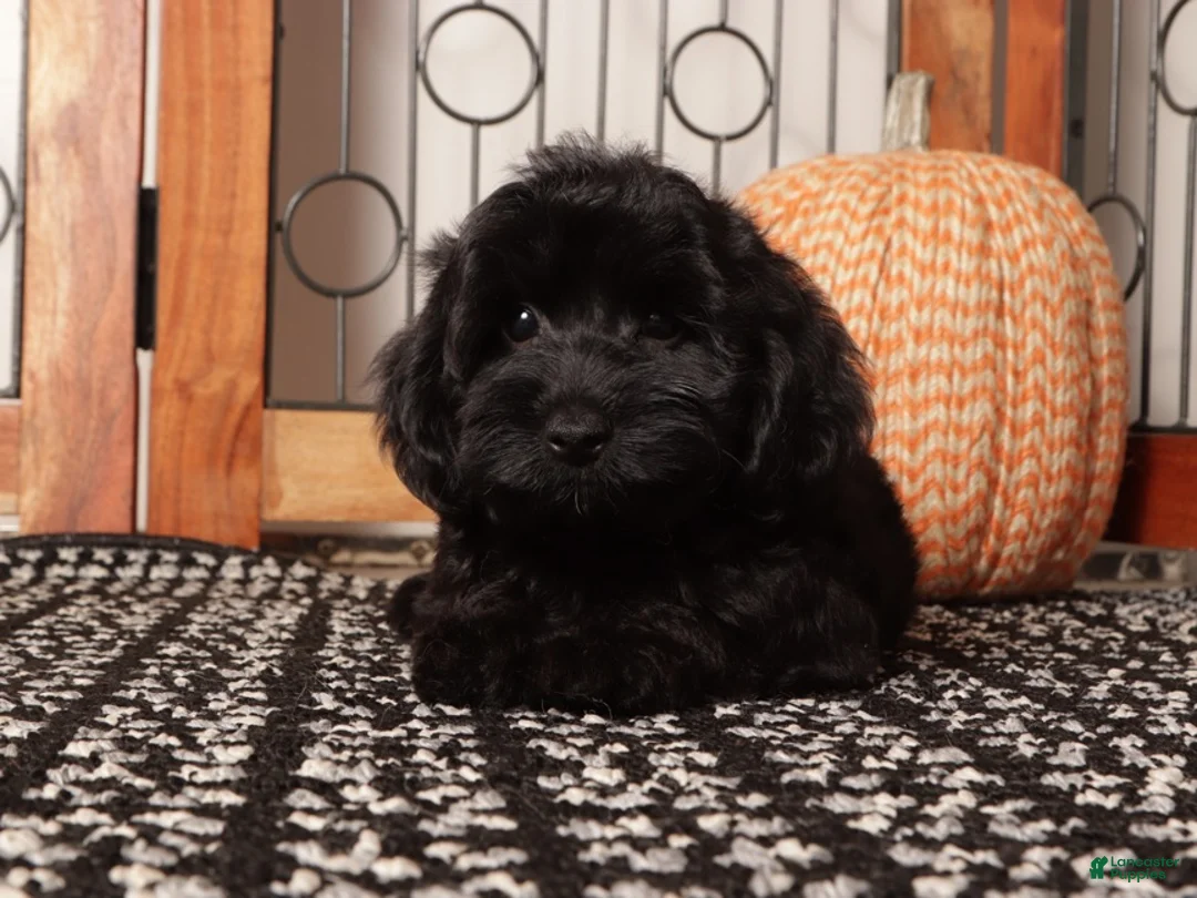 Yorkiepoo dogs for sale: Jasper Happy Male Yorkiepoo - Ad 4