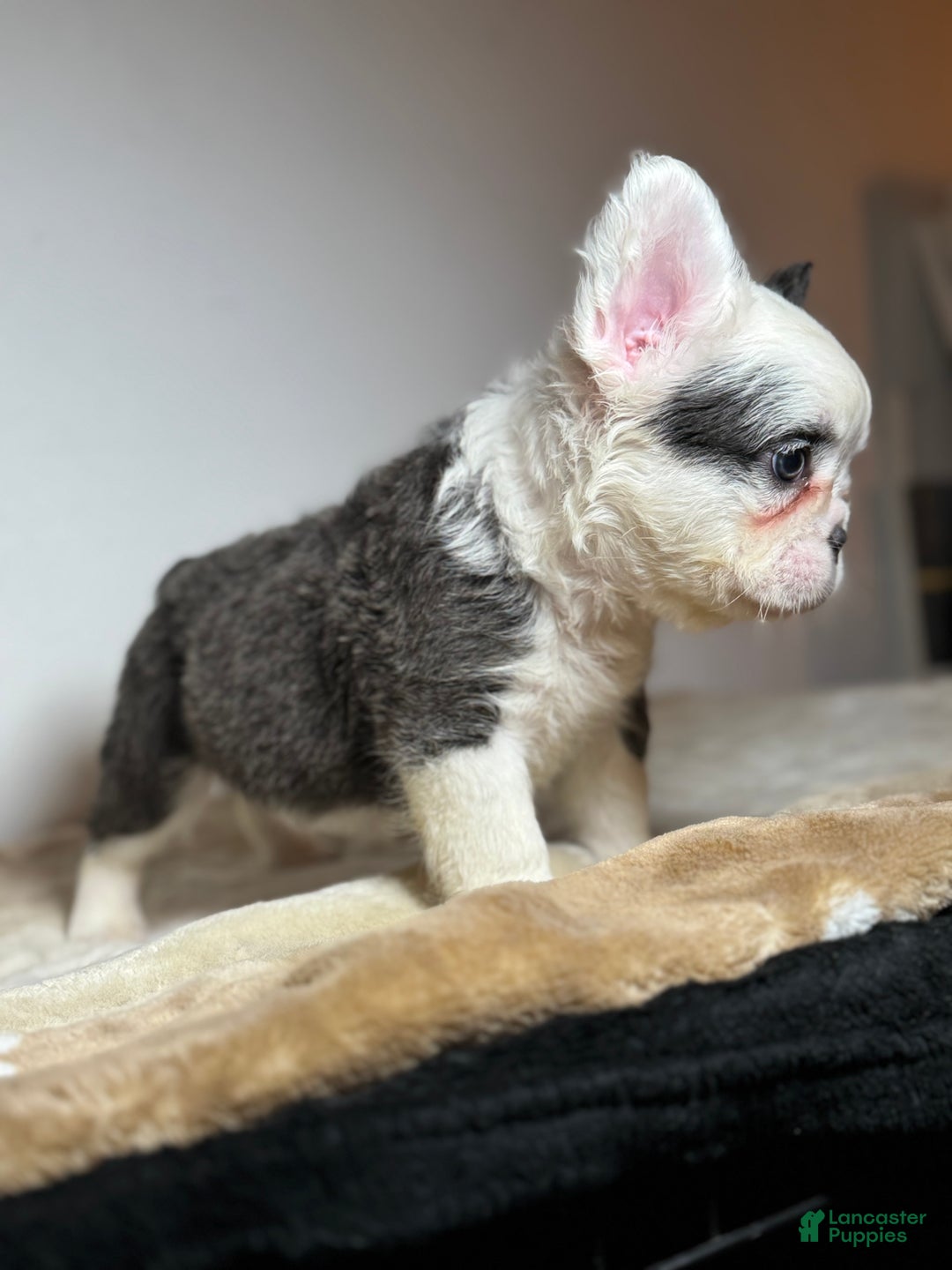 French Bulldog dogs for sale: Mcgregor  - Ad 4