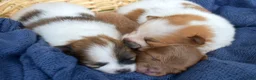 Pomeranian dogs for sale: Rosemary - Ad 9