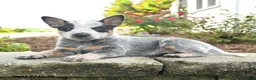 Australian Cattle Dog dogs for sale: Faith - Ad 2