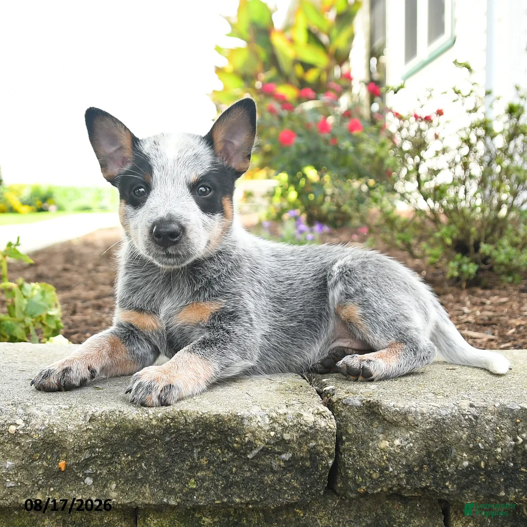 Australian Cattle Dog dogs for sale: Faith - Ad 2