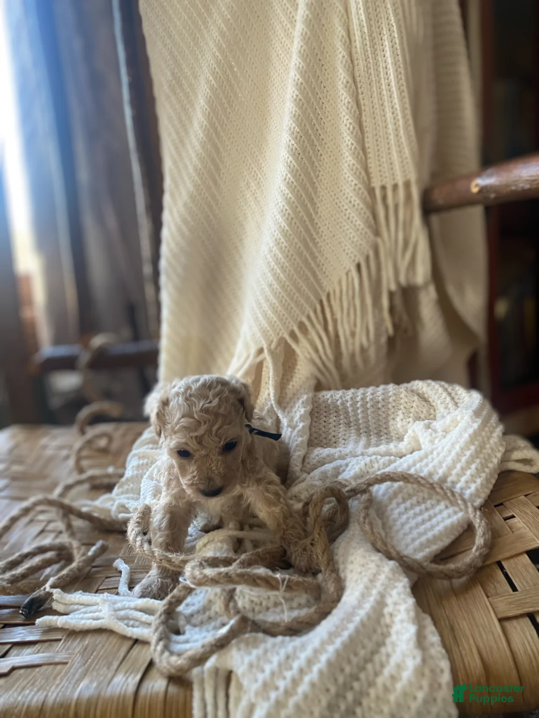Toy Poodle dogs for sale: SWEET CAMERON  - Ad 19