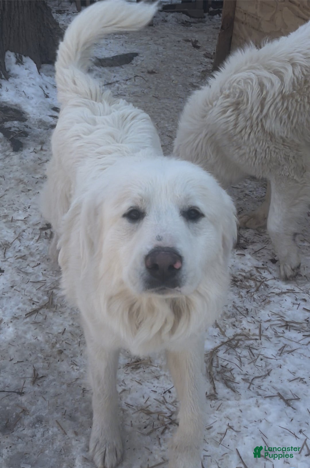 Great Pyrenees dogs for sale: Great Pyrenees Puppy 1 - Ad 3