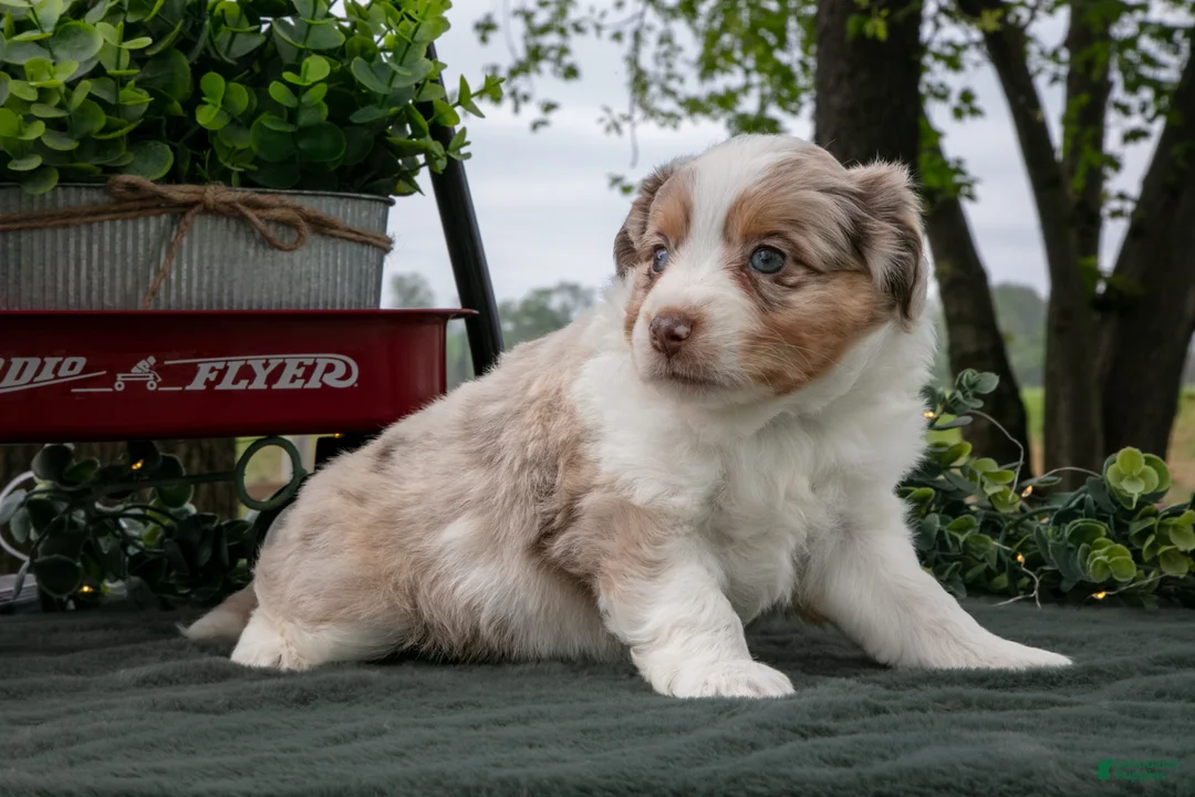 Miniature Australian Shepherd dogs for sale: Carla - Ad 1