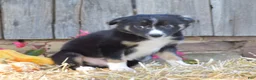 Border Collie dogs for sale: Tinker - Ad 4