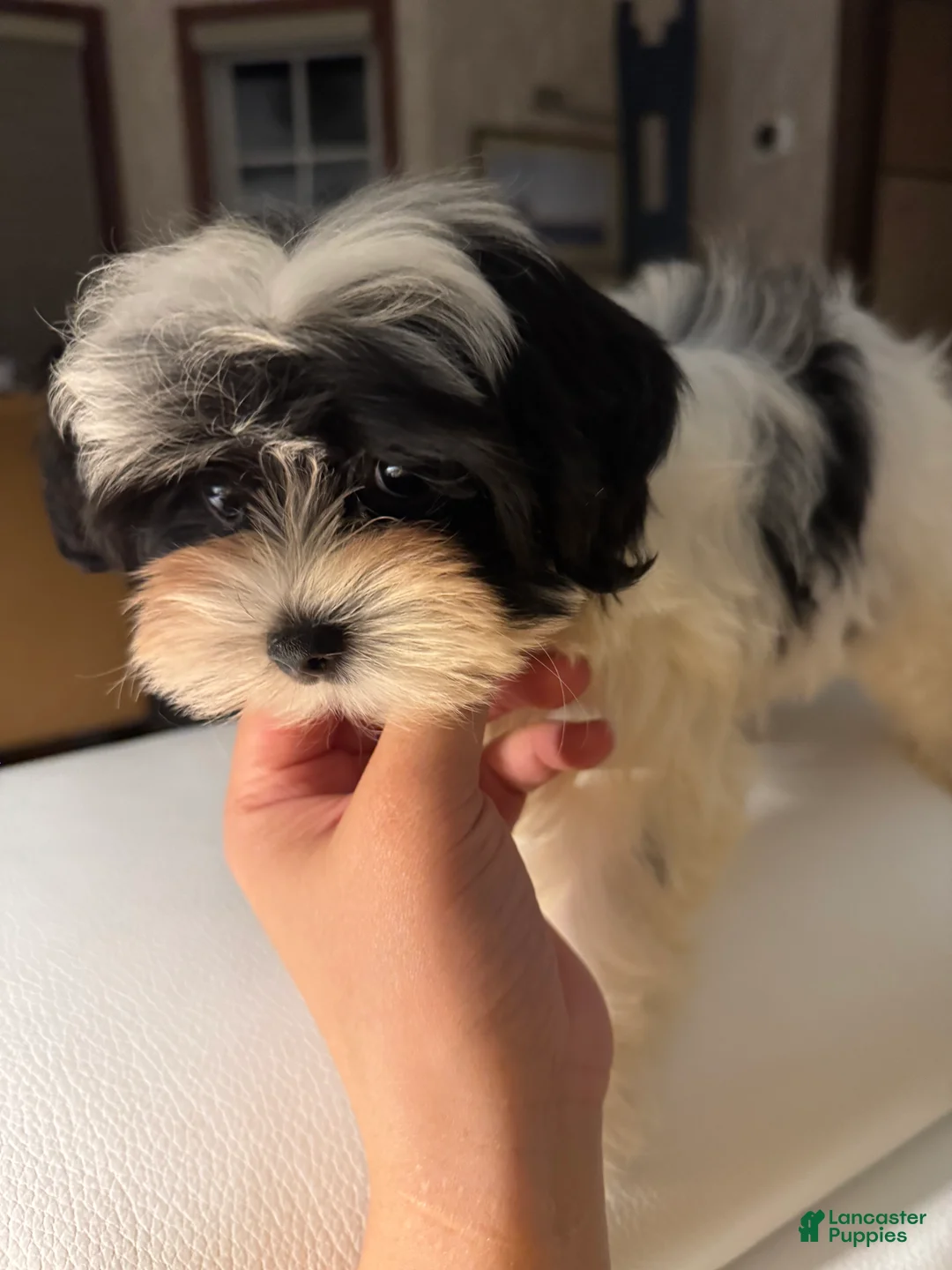 Morkie dogs for sale: Arlo - Ad 4