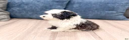 Havanese dogs for sale: Hailey - Ad 4