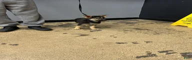 German Shepherd 5