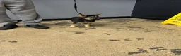 German Shepherd dogs for sale: German Shepherd 5 - Ad 1