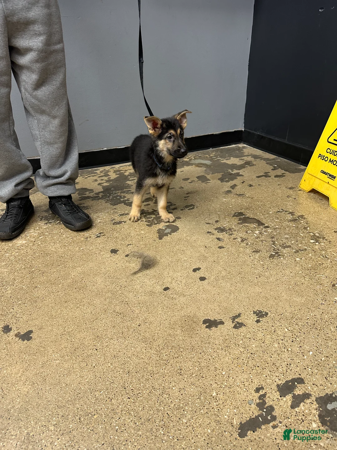 German Shepherd dogs for sale: German Shepherd 5 - Ad 1