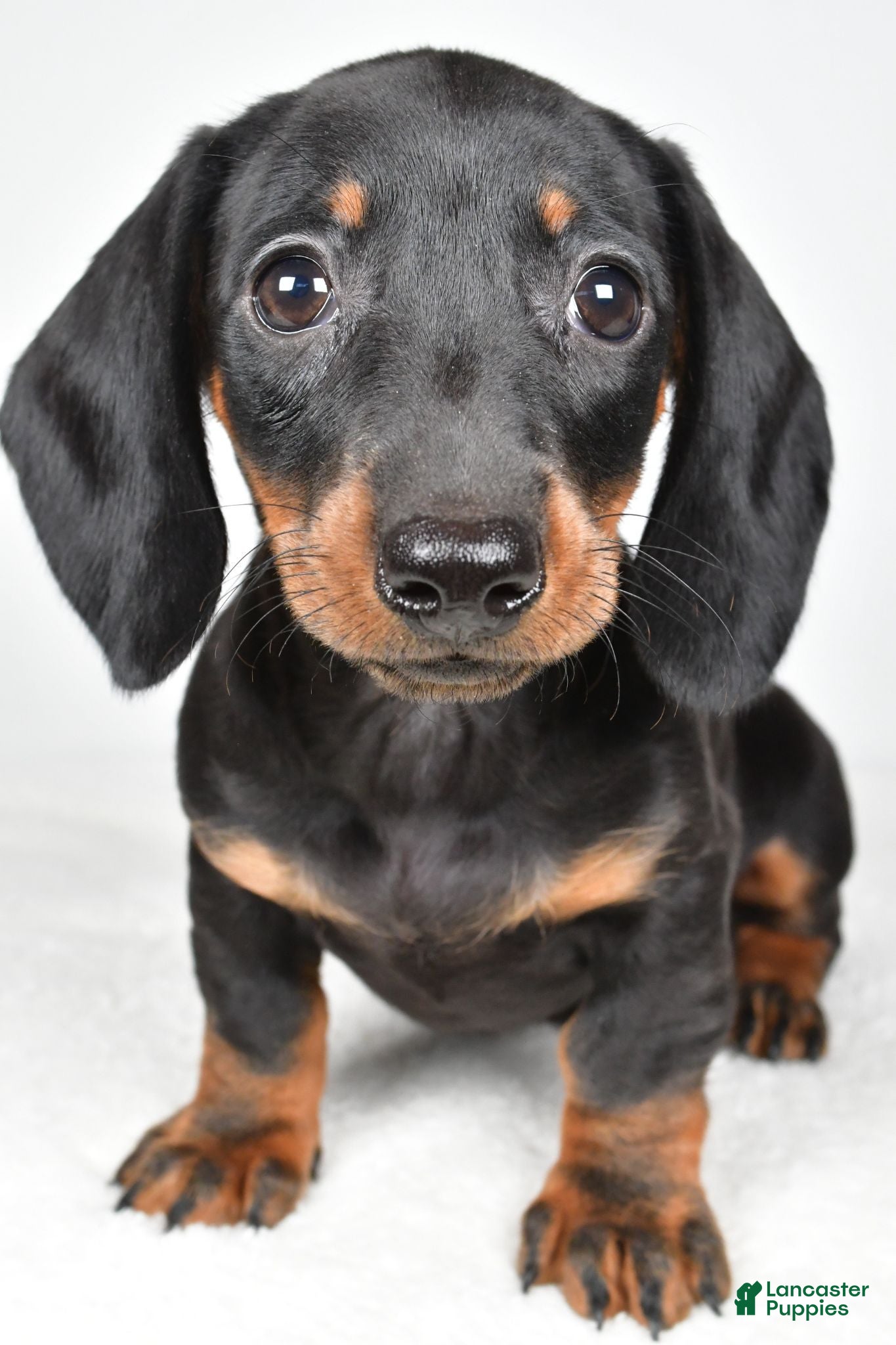 Dachshund dogs Remi - Ad 1