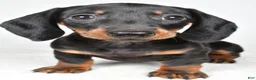 Dachshund dogs for sale: Remi - Ad 1