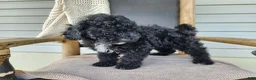 Mini Bernedoodle dogs for sale: Brock - Ad 5