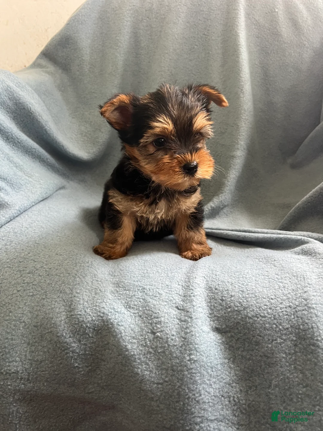 Yorkshire Terrier dogs for sale: Yorkshire- Bobby - Ad 1