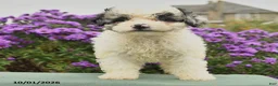 Cavapoo dogs for sale: Hattie - Ad 3