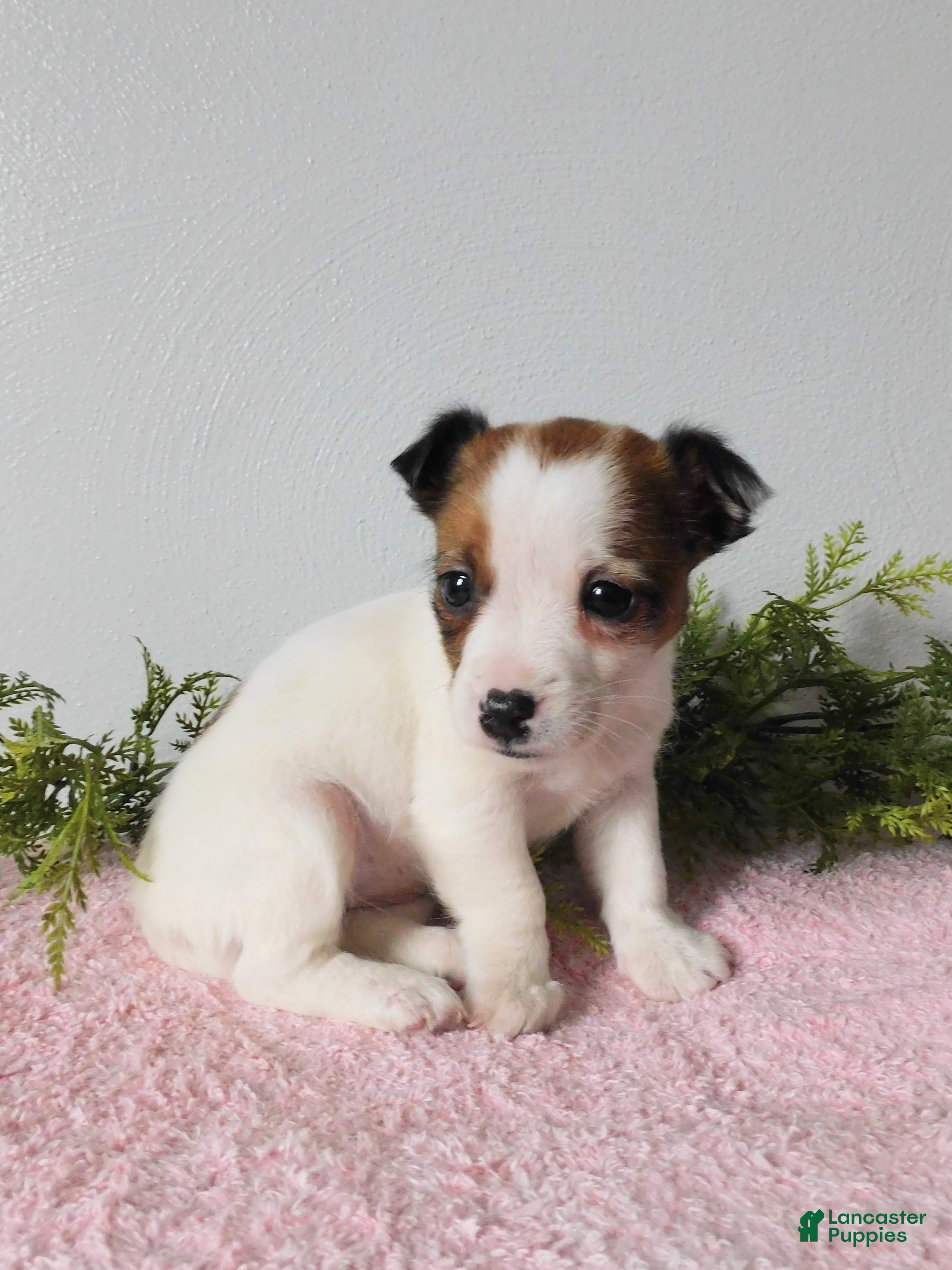 Jack Russell Terrier dogs Tina - Ad 2