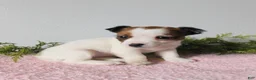 Jack Russell Terrier dogs for sale: Tina - Ad 2