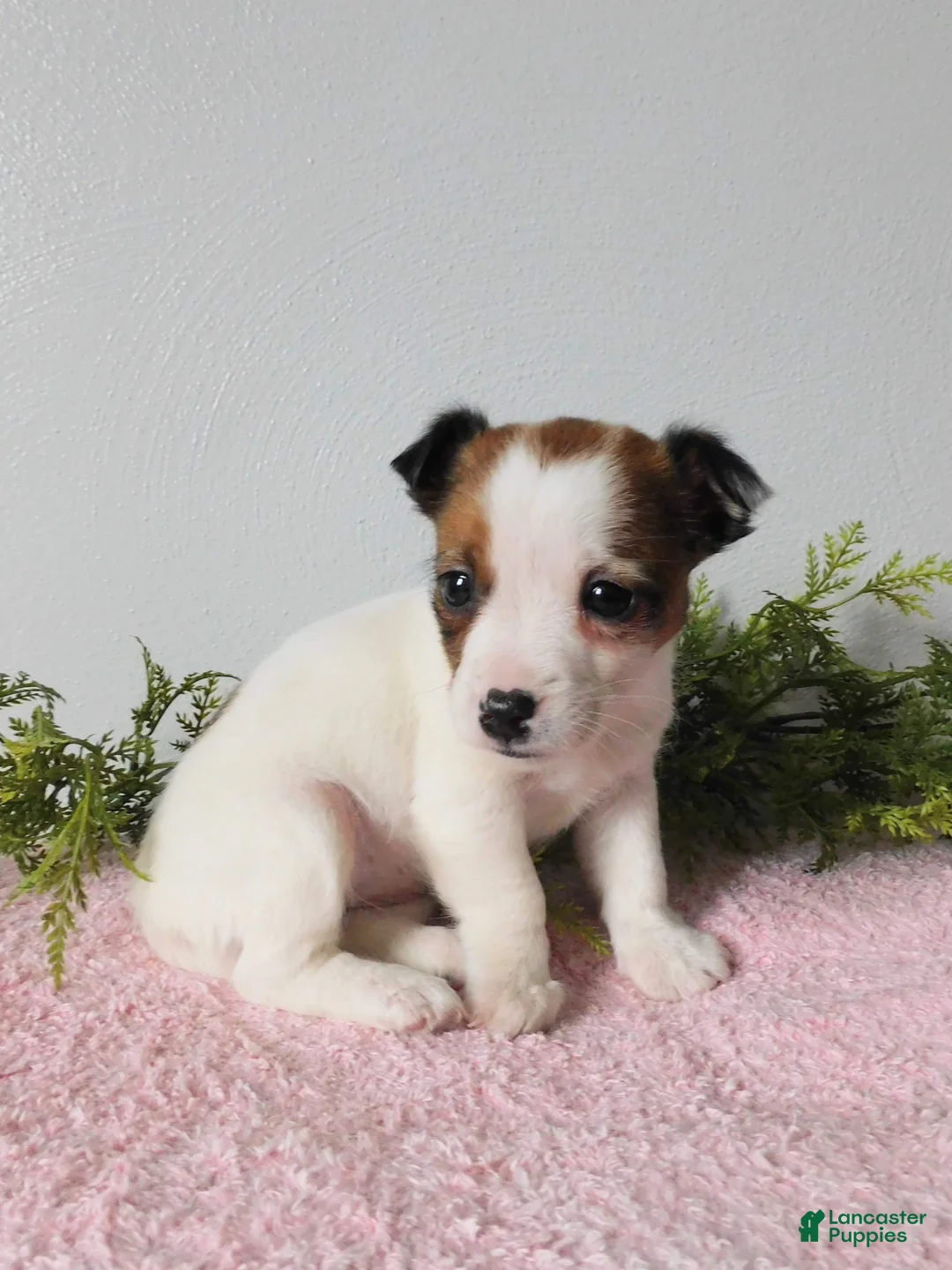Jack Russell Terrier dogs for sale: Tina - Ad 2