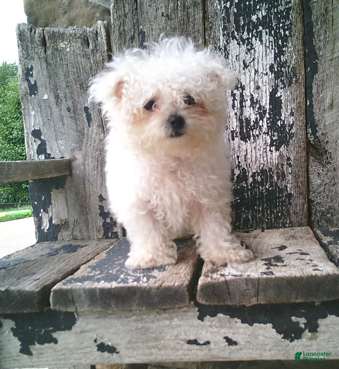 Maltese dogs for sale: Amelia - Ad 6