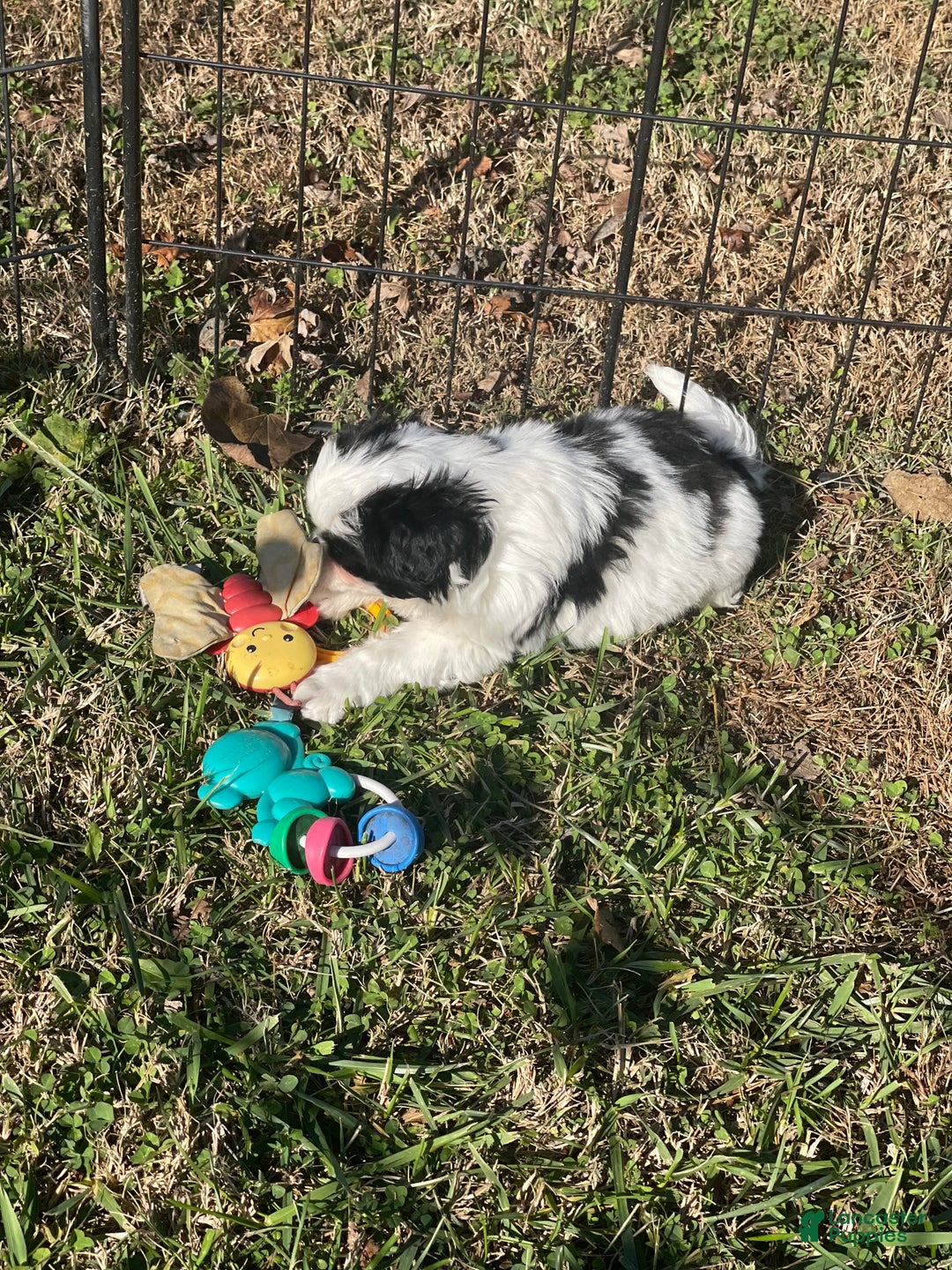 Japanese Chin dogs for sale: Japanese Chin Puppy 1 - Ad 2