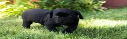 Cane Corso dogs for sale: Maple  - Ad 4