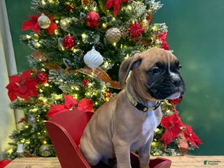 Boxer dogs Comet - Ad 42