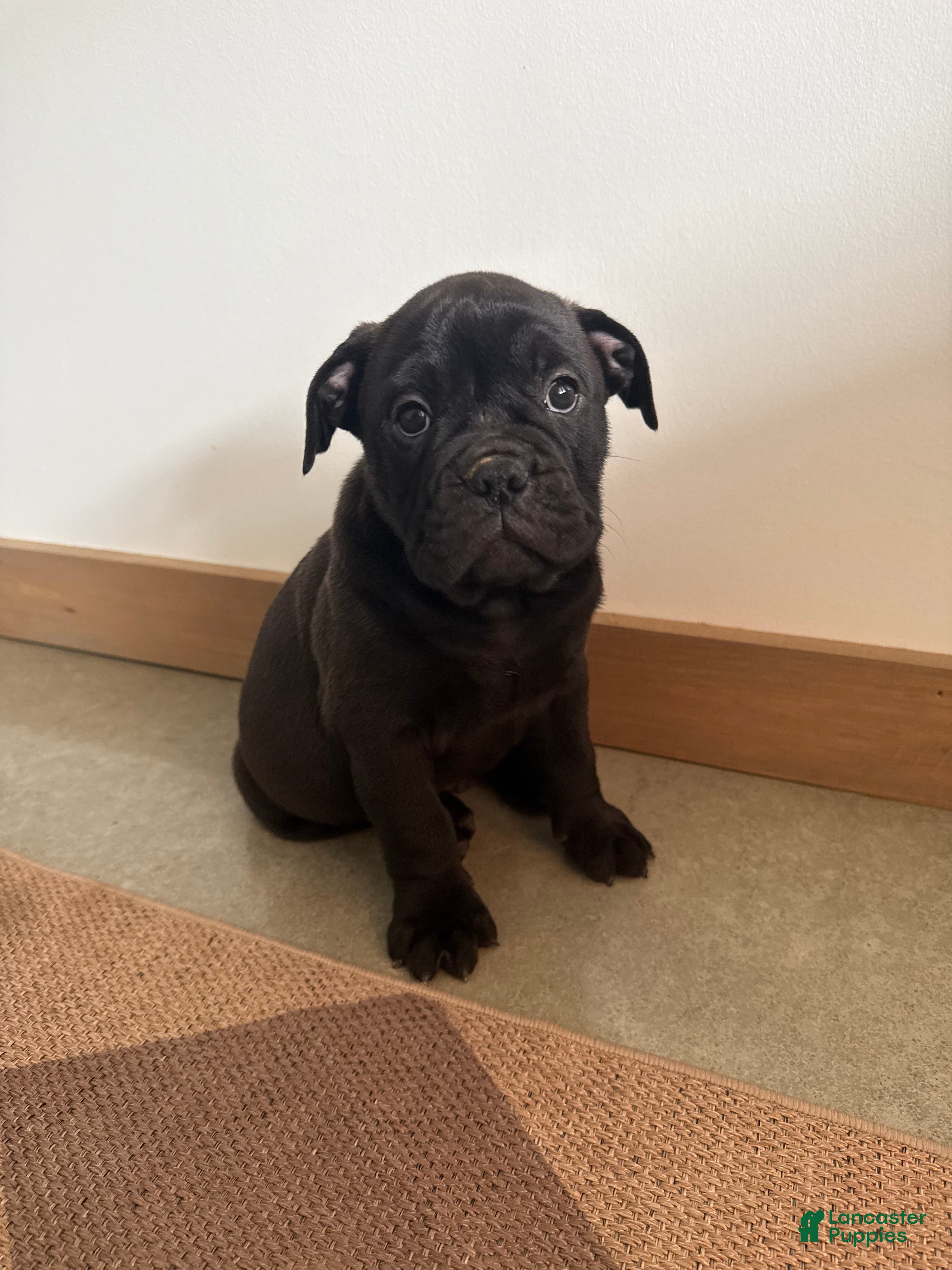 Olde English Bulldogge dogs Olde English Bulldogge 1 - Ad 37