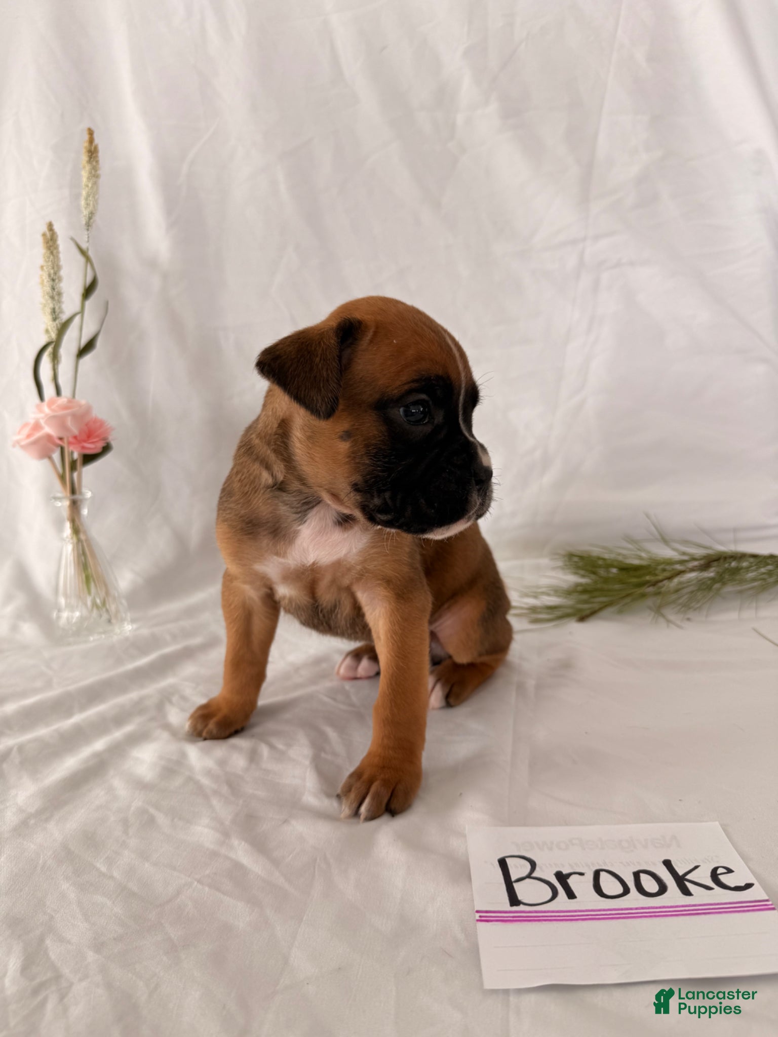 Boxer dogs Brooke - Ad 21