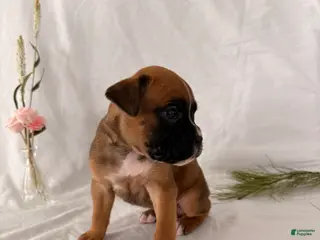 Boxer dogs Brooke - Ad 21