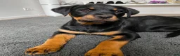 Rottweiler dogs for sale: Hailey - Ad 1
