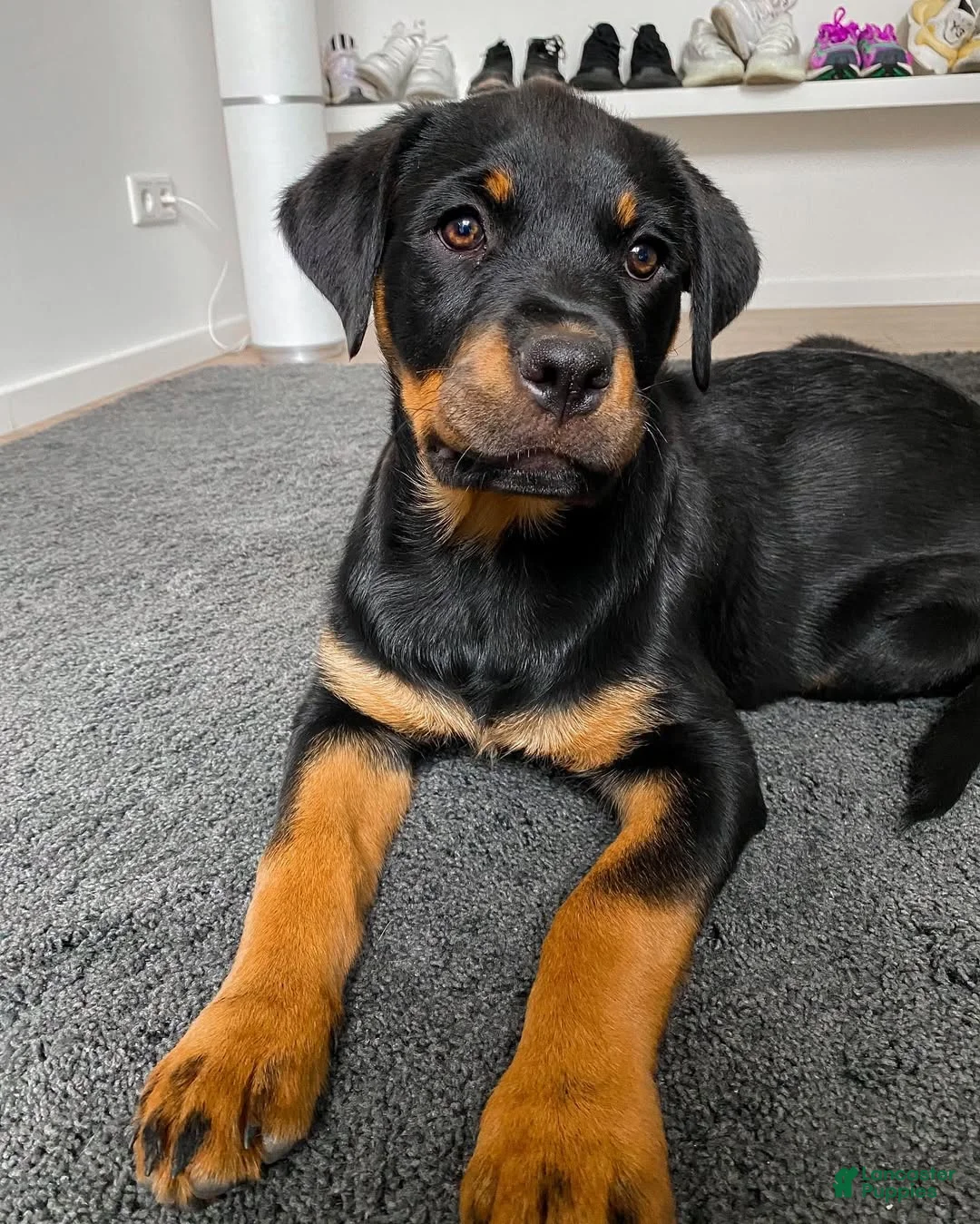 Rottweiler dogs for sale: Hailey - Ad 1