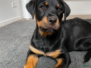 Rottweiler dogs Hailey - Ad 1