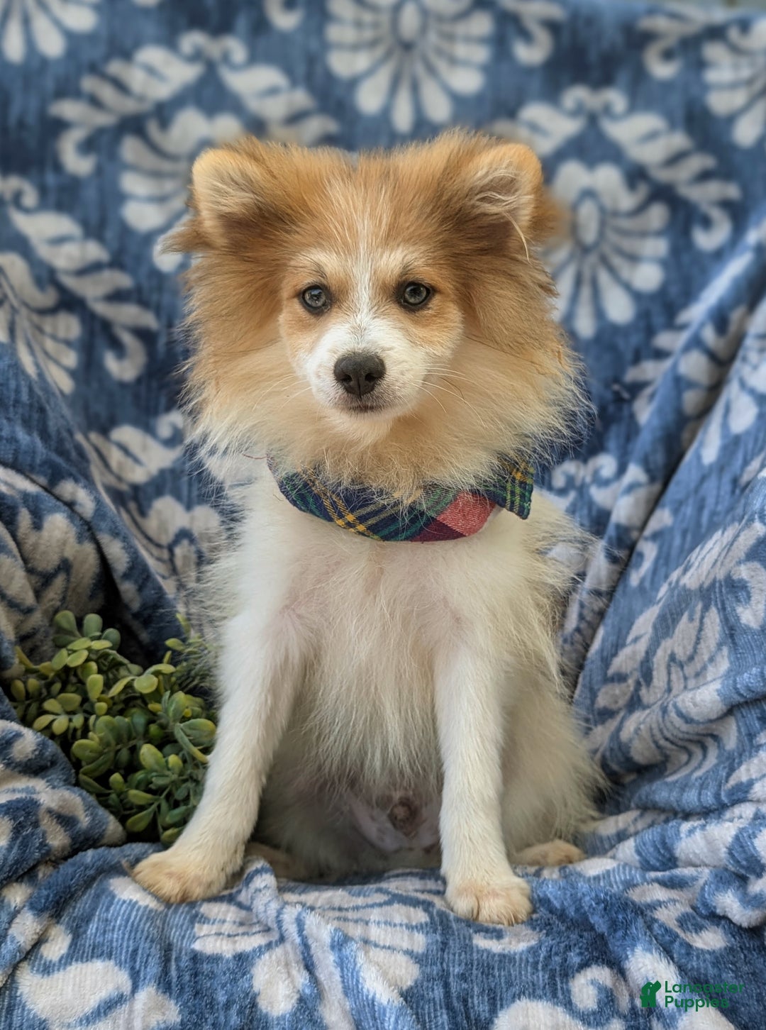 Pomeranian dogs for sale: Keno Genetic Testing - Ad 1