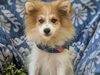 Pomeranian dogs Keno Genetic Testing - Ad 33