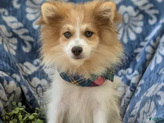 Pomeranian dogs Keno Genetic Testing - Ad 13