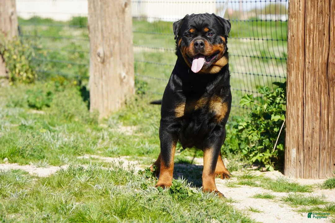 Rottweiler dogs for sale: Light Blue Collar - Ad 4