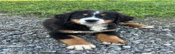 Bernese Mountain Dog dogs for sale: Poppi - Ad 4