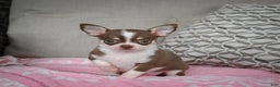 Chihuahua dogs for sale: Isabel - Ad 11