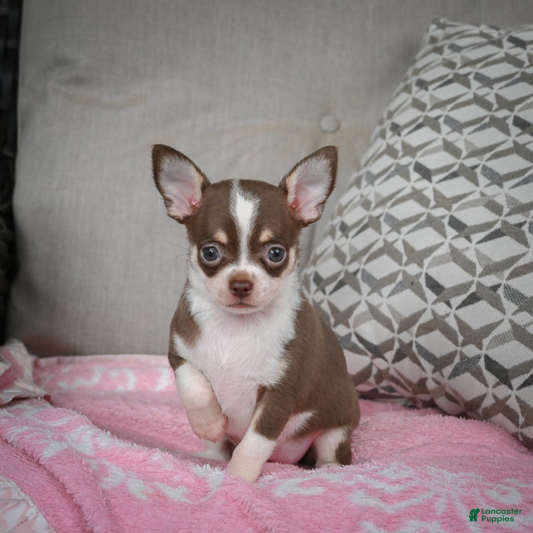 Chihuahua dogs for sale: Isabel - Ad 11