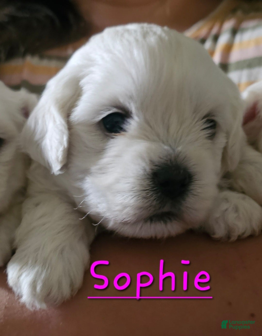 Malshi dogs Sophie - Ad 11