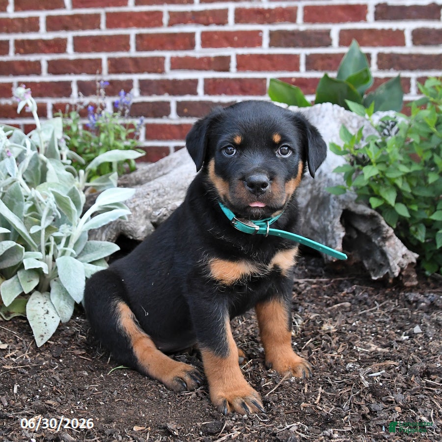 Rottweiler dogs Brooke - Ad 1