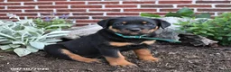 Rottweiler dogs for sale: Brooke - Ad 1