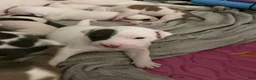 Mixed Breed dogs for sale: Bailey - Ad 3