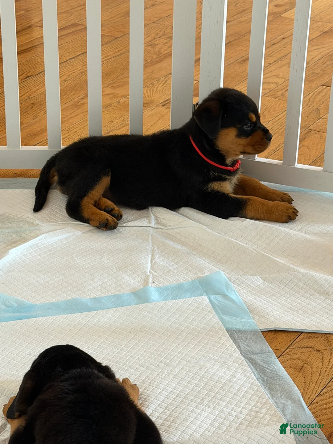 Rottweiler dogs for sale: Rottweiler Male   - Ad 2