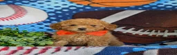 Toy Poodle dogs for sale: Norton 9 lbs Full Grown - Ad 3