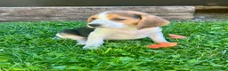 Beagle dogs for sale: Bailey - Ad 5