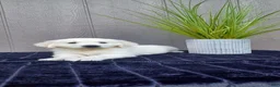 Golden Retriever dogs for sale: Aloha - Ad 10
