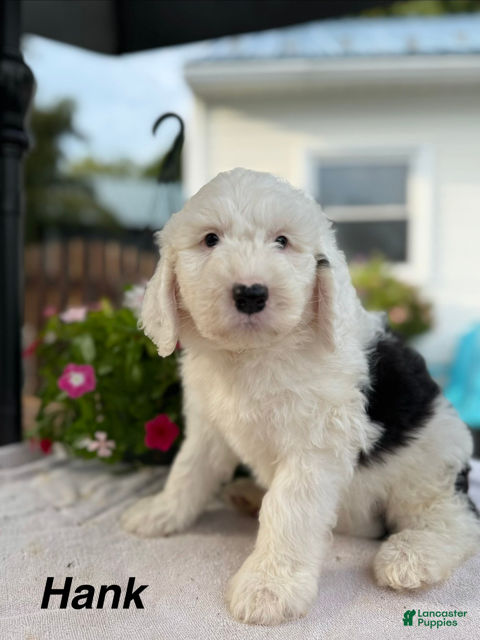 Sheepadoodle dogs Hank - Ad 1